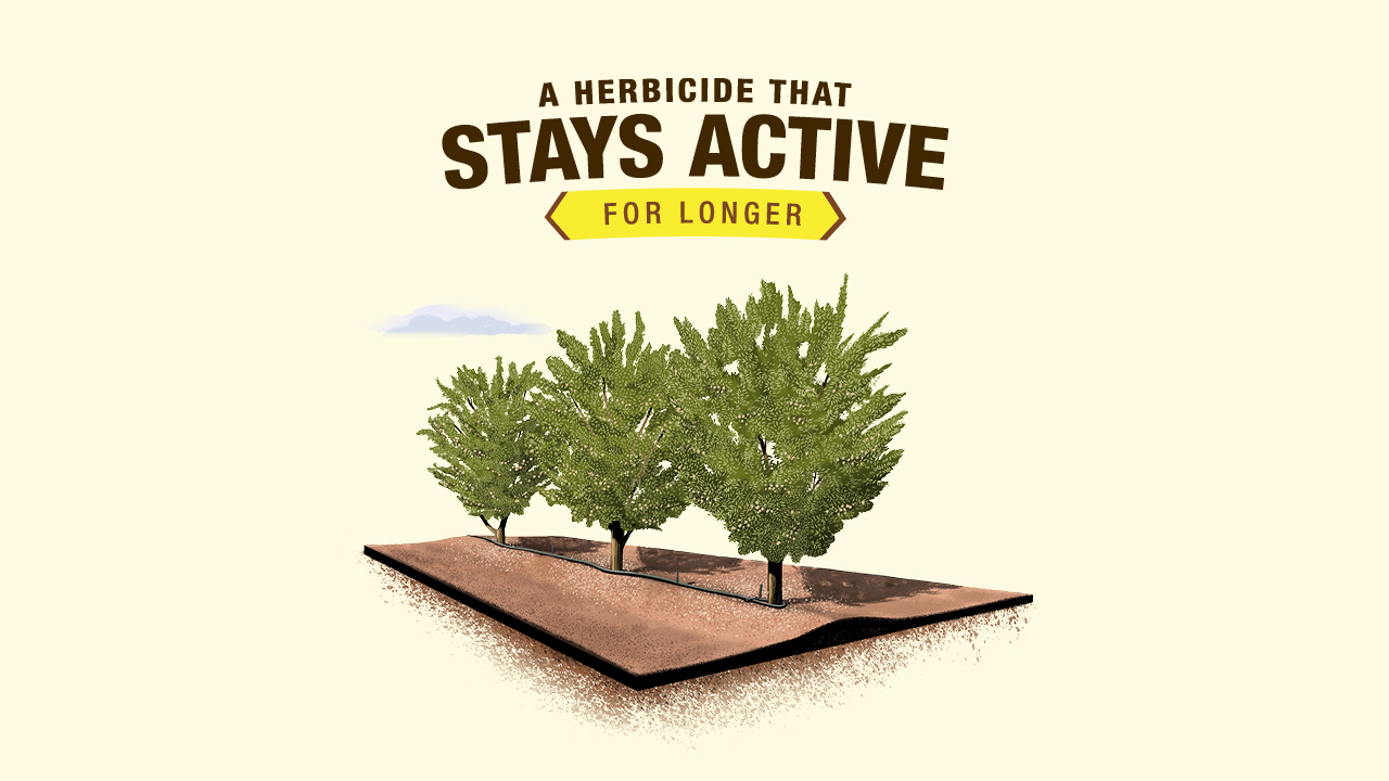 Alion 500 SC Herbicide | Bayer Crop Science