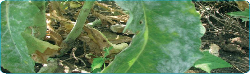 Tulpină și frunze de rapiță atacate de ciuperca Erysiphe Communis, responsabilă de făinarea plantelor
