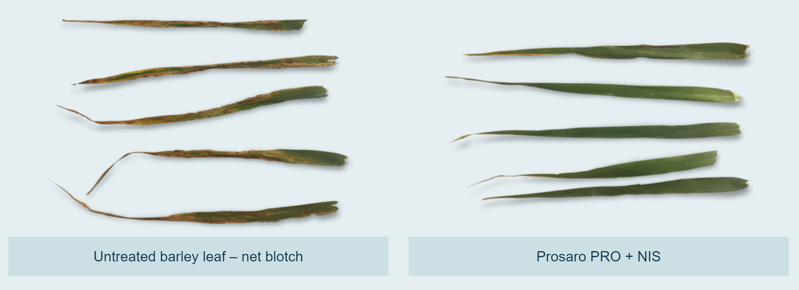 Barley Flag Leaves -- Net Blotch CarouselImageSlide