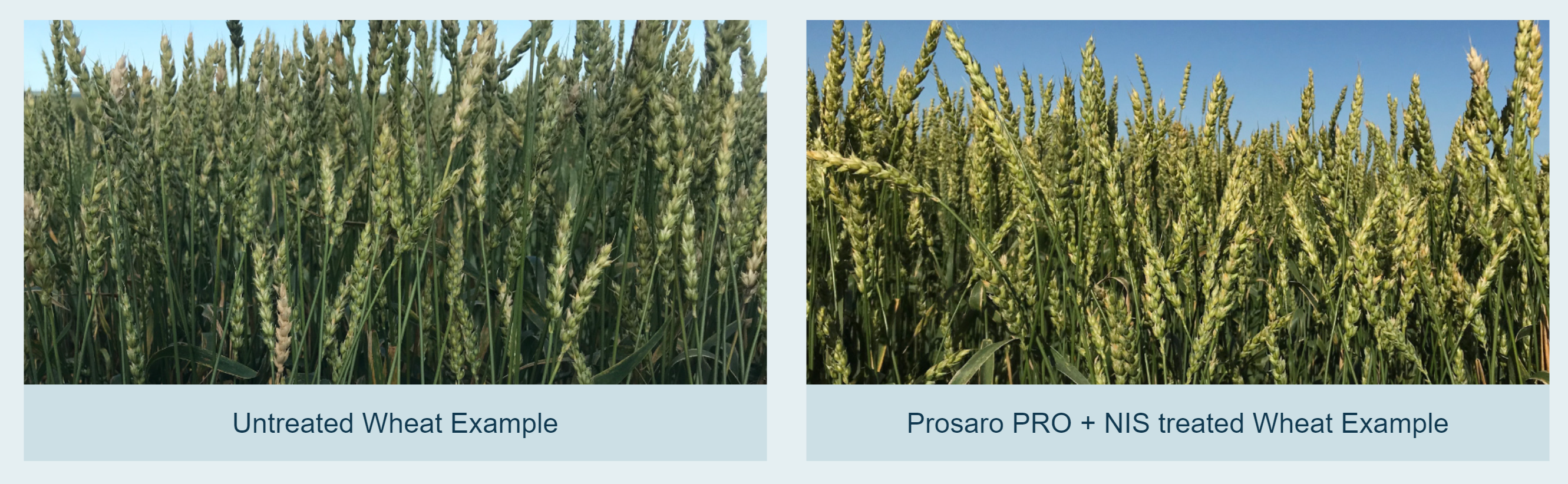 Comparison of Untreaterd & Prosaro PRO + NIS Treated Wheat CarouselImageSlide