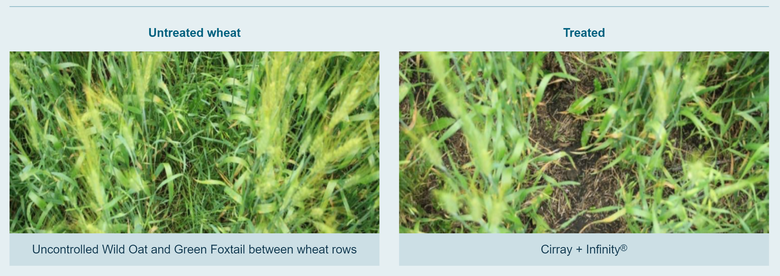 Wild Oat and Green Foxtail Control CarouselImageSlide