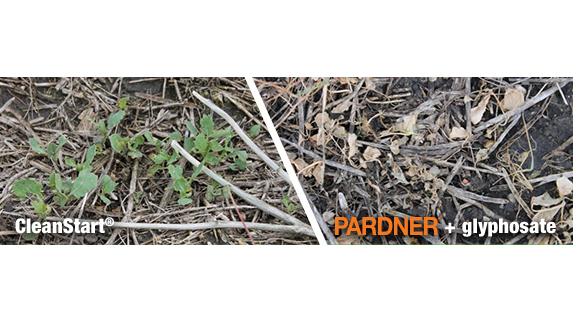 Canola Growers: Get Superior Performance on Volunteer Canola CarouselImageSlide