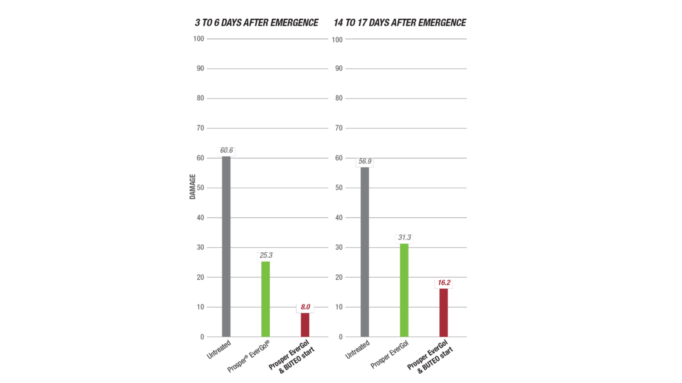 Flea Beetle Damage Comparison Trials CarouselImageSlide