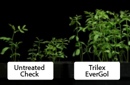 Rhizoctonia Control CarouselImageSlide