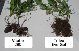 Higher-Performing Root Systems CarouselImageSlide